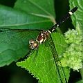 Tetrathemis irregularis (Rainforest Elf) female in Cattana Wetlands<br />Canon EOS KDX (400D) + EFS60 F2.8